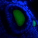 マウス卵子（緑色蛍光）