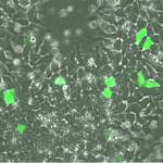 卵子再生力可視化技術