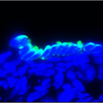 卵子再生細胞（緑色蛍光）